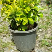 فروش شمشاد طلایی