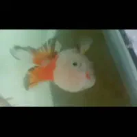 ماهی گلدفیش گریدaa|ماهی|قدس, شهرقدس|دیوار