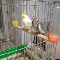 جفت عروس هلندی