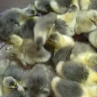 جوجه غاز سالم و سرحال