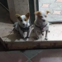 اشپیدز آلمانی خالص مادر و دختر|سگ|ورامین, ورامین|دیوار