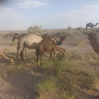 شتر|حیوانات مزرعه|رفسنجان, |دیوار