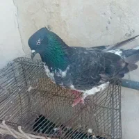 کبوتر فروش فوری