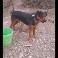 سگ گم شده|حیوانات|نهاوند, |دیوار