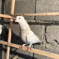 ۶ عدد کفتر خوب|پرنده|احمدآبادمستوفی, |دیوار