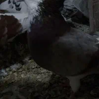 دو عدد کبوتر پرشی