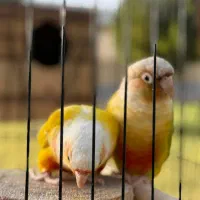 گرینچیک نر پاید و ردچیک ماده|پرنده|کرج, فاز ۳ گوهردشت|دیوار