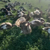 فروش  بوقلمون محلی  بربرون|حیوانات مزرعه|شاهین دژ, |دیوار