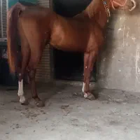 نریون عرب ایرانی شجره دار ۳ساله|اسب و تجهیزات اسب‌سواری|تهران, آبشار تهران (دریاچه)|دیوار