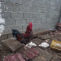 دوعدد خروس محلی سرحال