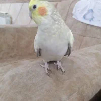 عروس هولندی