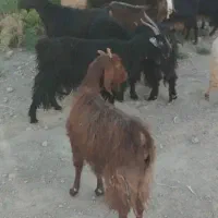 بز چاق بره کهره چاق|حیوانات مزرعه|شیراز, آبیاری|دیوار