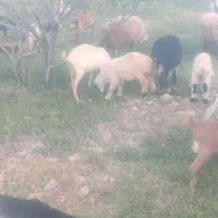 بزسانن|حیوانات مزرعه|مروست, |دیوار