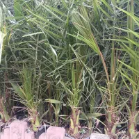 فینیکس|گل و گیاه طبیعی|کلاچای, |دیوار