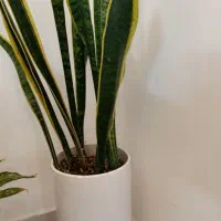 گل سانسوریا با گلدان سرامیکی