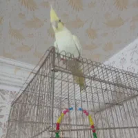 عروس هلندی نر جوان و سالم|پرنده|تربت جام, میان جام|دیوار