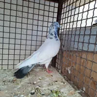 کفتر نر