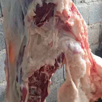 قصابی صداقت دراسرع وقت درخدمت همشهریان عزیزمیباشد|خدمات پیشه و مهارت|نیشابور, شهرک زرگران|دیوار