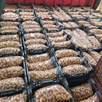 خرما زاهدی عمده فروشی نقدی