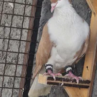 ساده زرد ماده