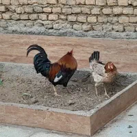 مرغوخروس