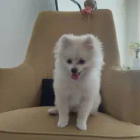 سگ پامرین|سگ|مبارکه, |دیوار