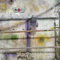 کبوتر آلمانی اصلی هستش فروشی