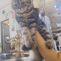 گربه پرشین کلاسیک|گربه|باسمنج, |دیوار