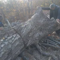 سلام خریدار انواع مختلف درخت|خدمات باغبانی و درختکاری|ارومیه, |دیوار