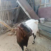 بز‌نر|حیوانات مزرعه|نهاوند, |دیوار