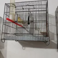 پرنده|پرنده|اسدآباد, |دیوار