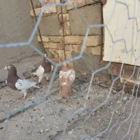 کارل|پرنده|کرباسک, |دیوار