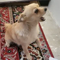 سگ  ماده نژاد پامر