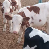 گوساله پرواری|حیوانات مزرعه|باشتین, |دیوار