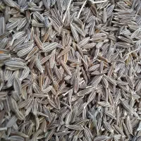 زیره سبز|عمده‌فروشی|فیروزآباد (فارس), |دیوار