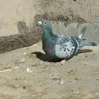 کفتر|پرنده|خوسف, |دیوار