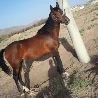 اسب..مادیان..اسبکرد