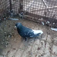پرنده