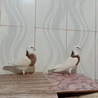 کبوتر طوق