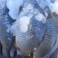 ماهی دریایی (نوروزی)