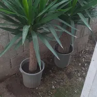 یوکا و باباآدم|گل و گیاه طبیعی|چمستان, |دیوار