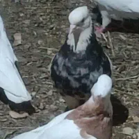 کبوتر فروشی|پرنده|جوین, |دیوار