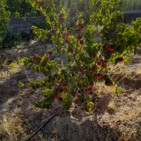 فروش باغ در خوش آب و هوا ترین منطقه جوشقان|فروش خانه و ویلا|میمه, |دیوار