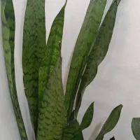دو عدد گل سانسوریا و دیفن