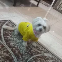 سگ پاکوتاه پشمالو