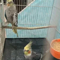 یک جفت عروس هلندی|پرنده|مشهد, شهرک رازی (شهرک غرب)|دیوار