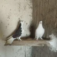 کفتر تهرانی