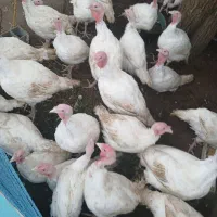 بوقلمون|حیوانات مزرعه|لنگرود, |دیوار