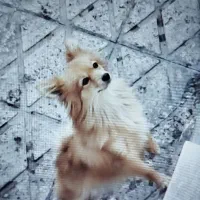 سگ پامر|سگ|ساوه, |دیوار