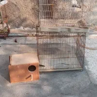 قفس ولونه